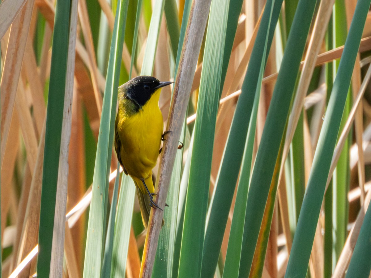 Black-polled Yellowthroat - ML646190754