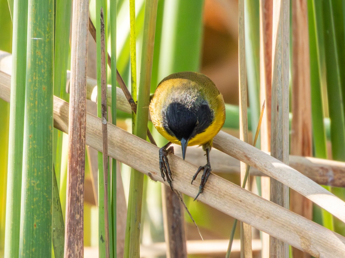 Black-polled Yellowthroat - ML646190755