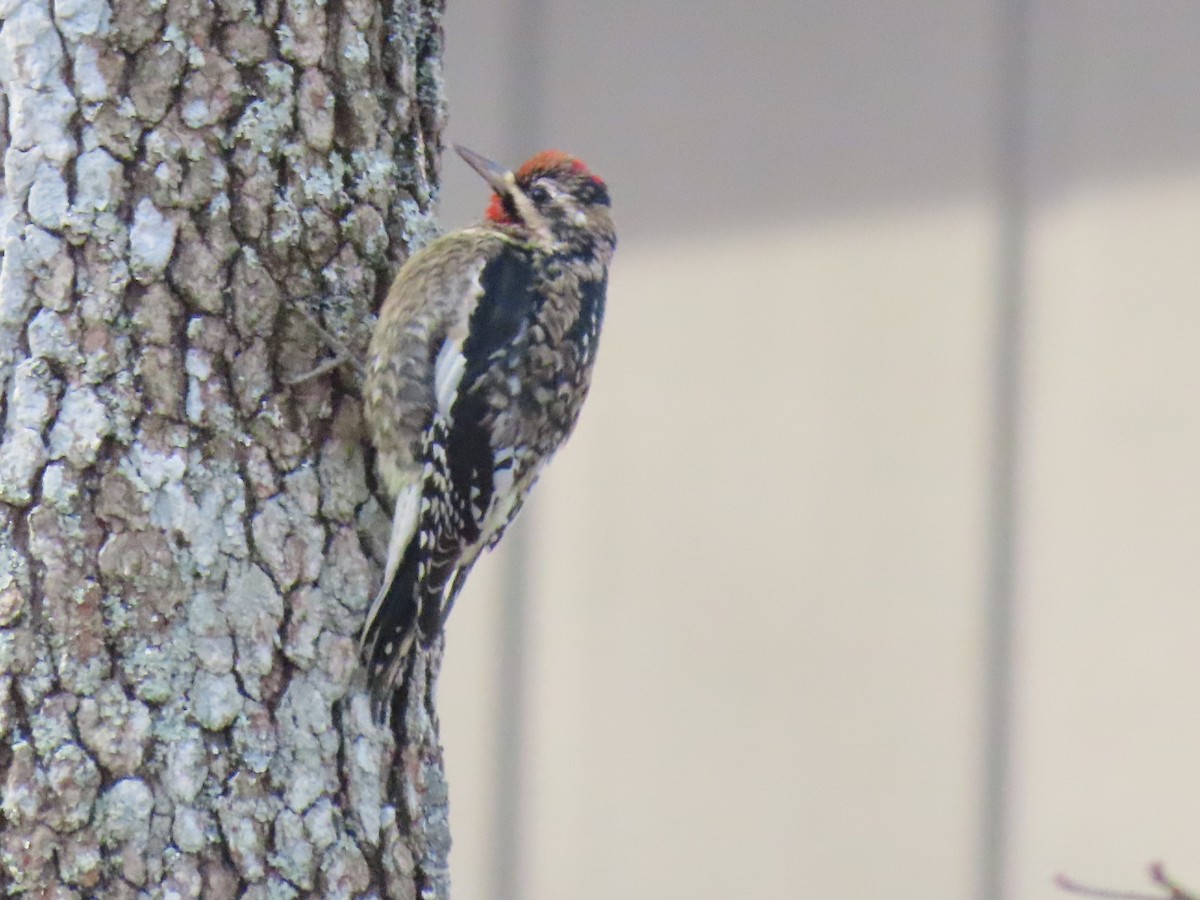 Yellow-bellied Sapsucker - ML646190757