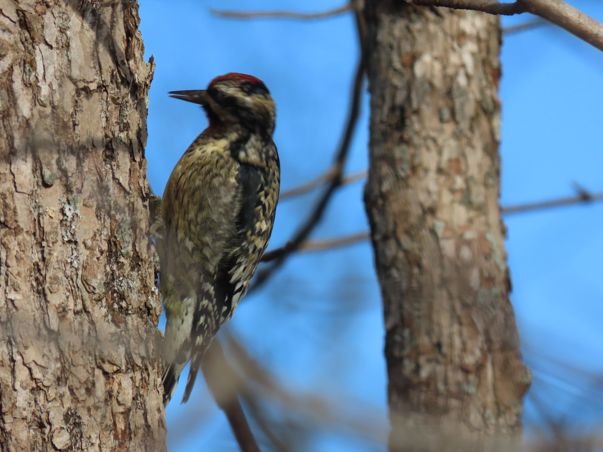 Yellow-bellied Sapsucker - ML646190758