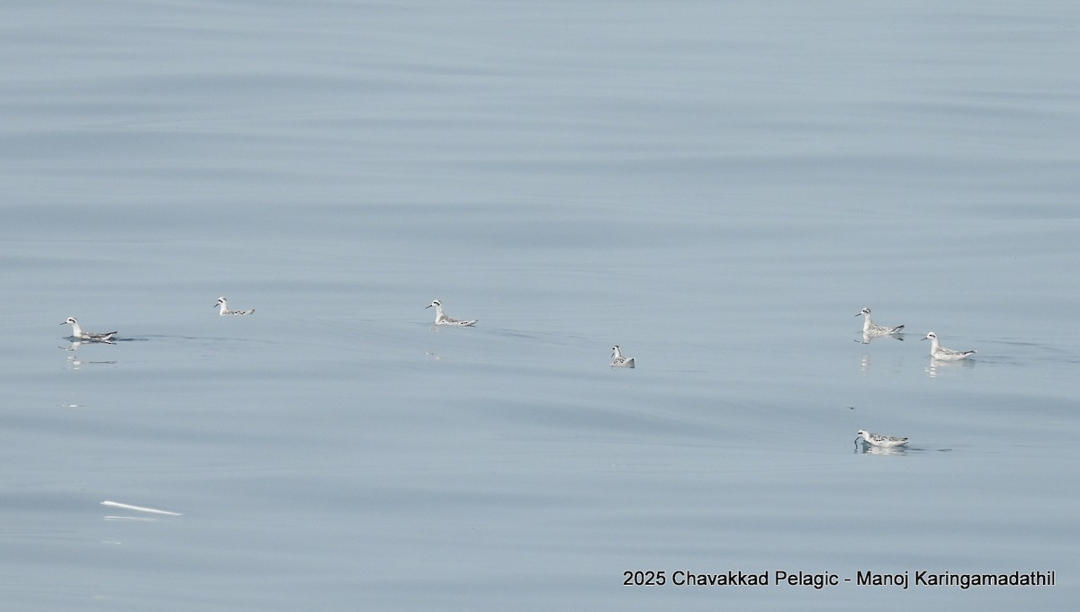 Red-necked Phalarope - ML646190759