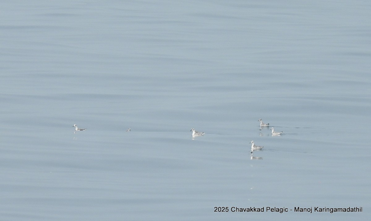 Red-necked Phalarope - ML646190760