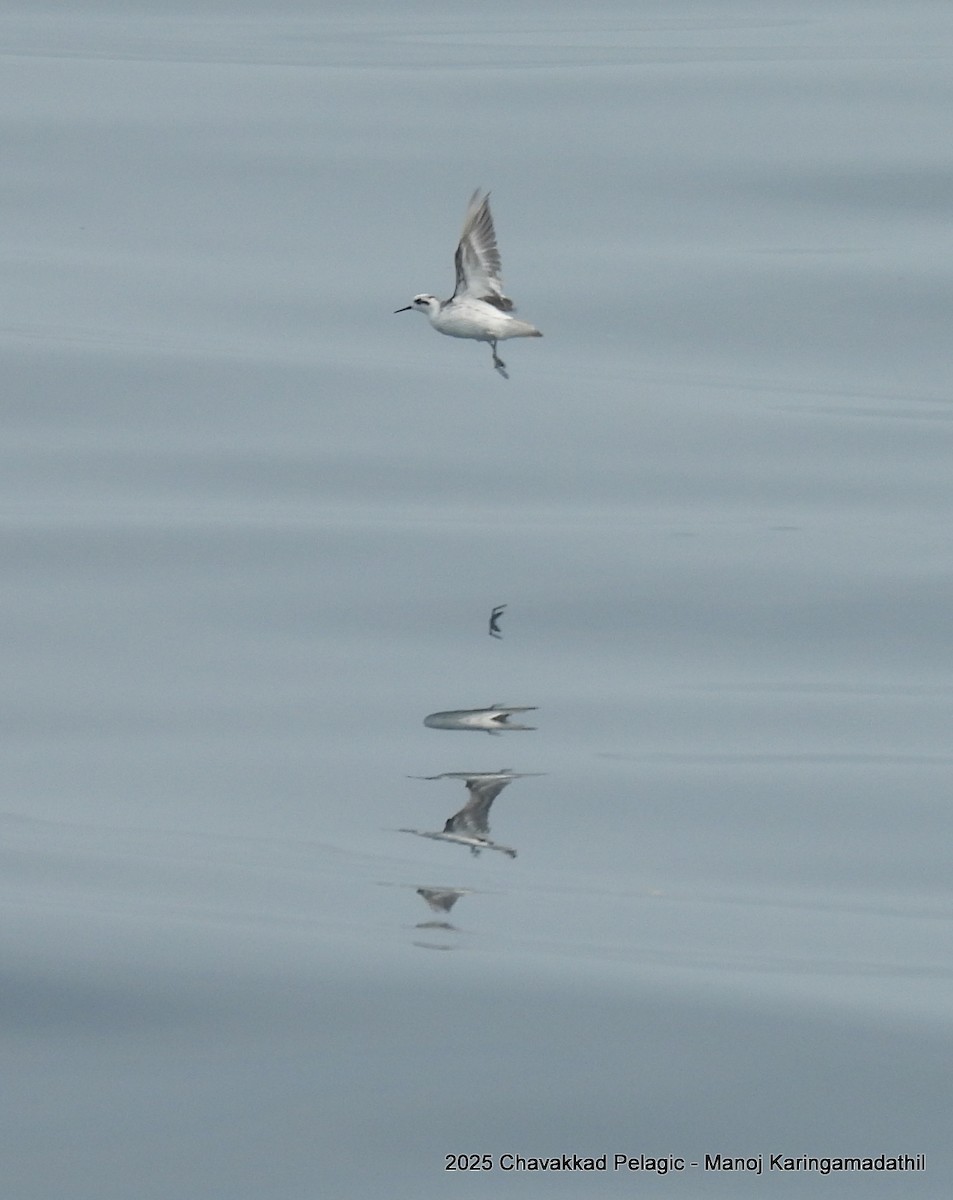 Red-necked Phalarope - ML646190761