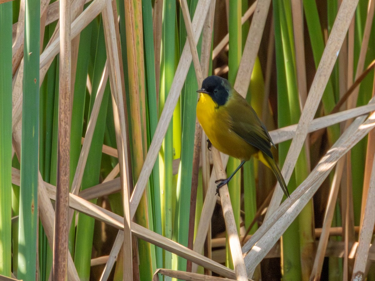 Black-polled Yellowthroat - ML646190762
