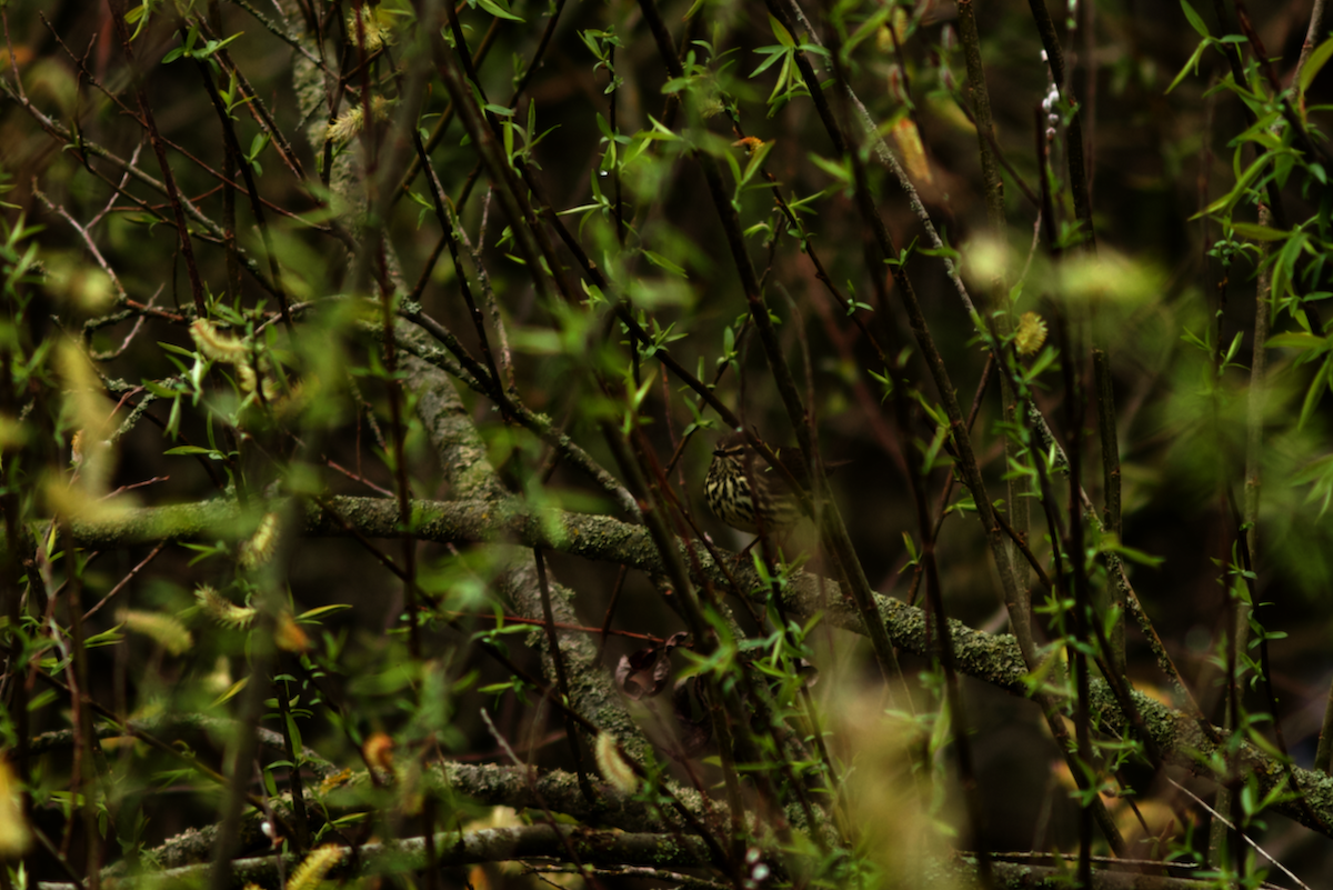 Northern Waterthrush - ML646190768