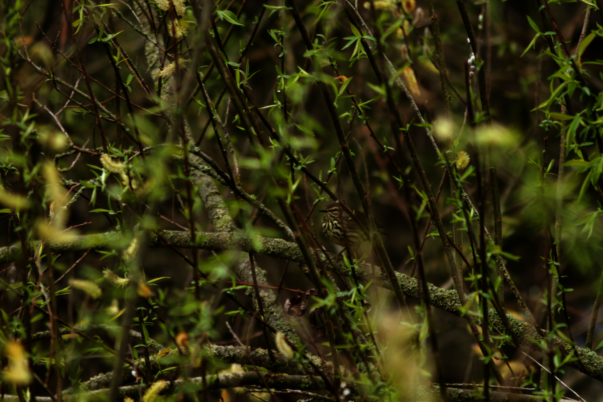 Northern Waterthrush - ML646190769