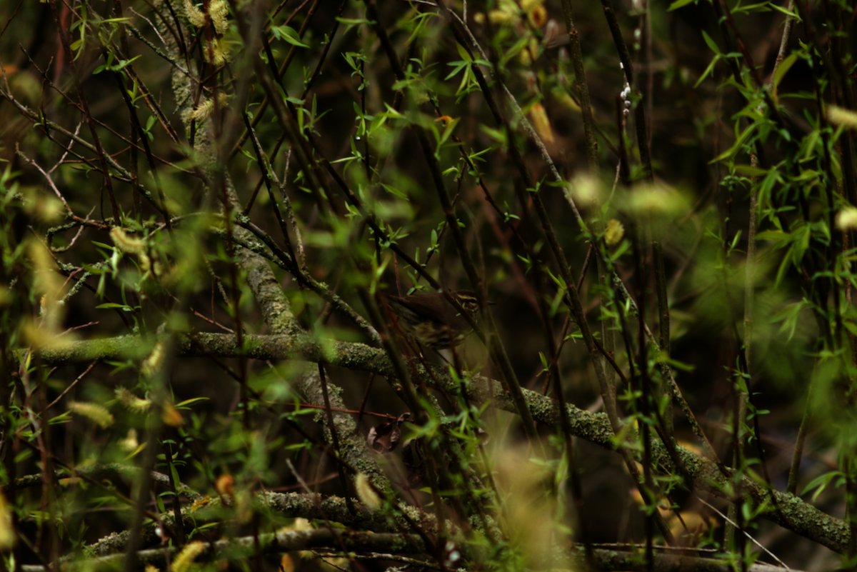 Northern Waterthrush - ML646190770