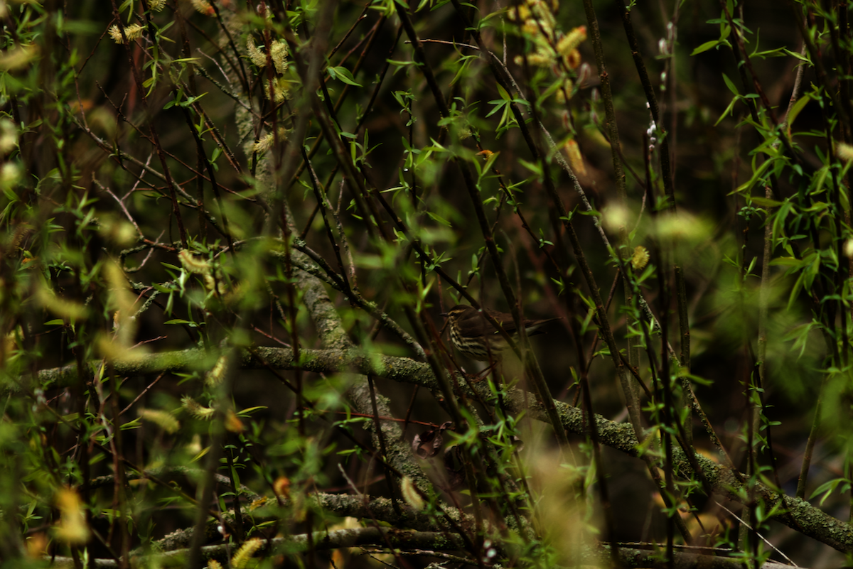 Northern Waterthrush - ML646190771