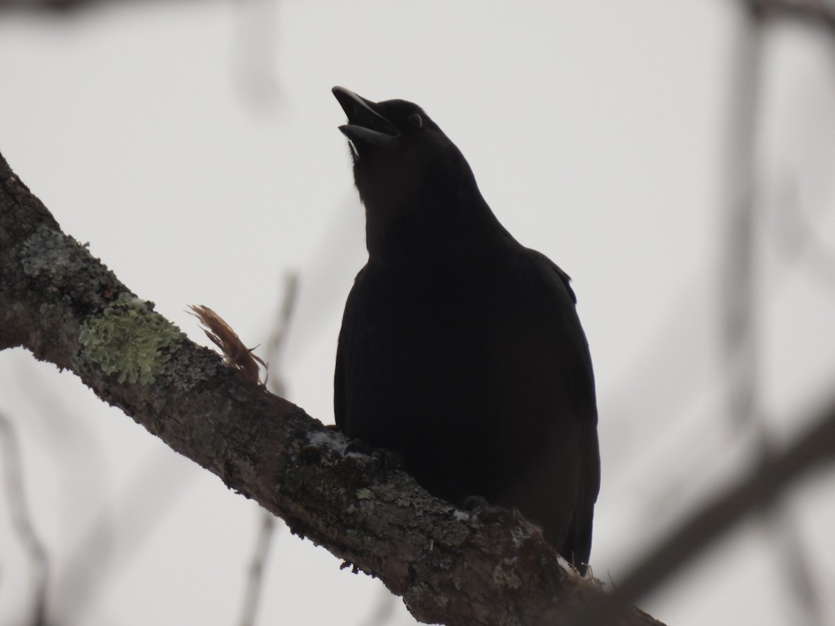 American Crow - ML646190781