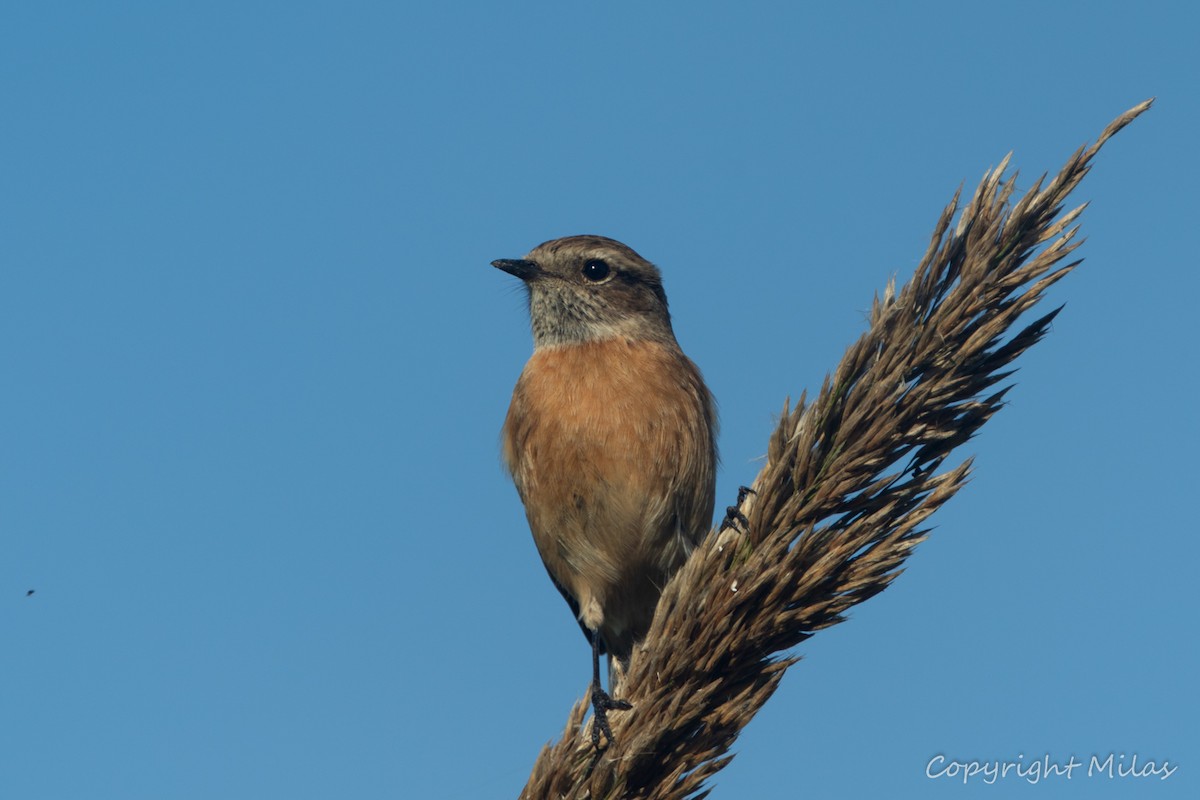 bramborníček černohlavý - ML646190784