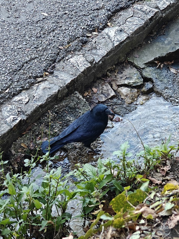 Carrion Crow - ML646190785