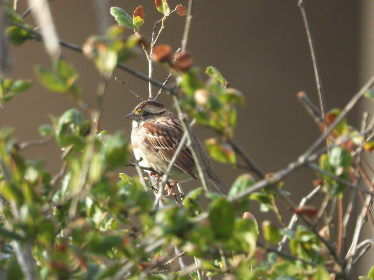 Ak Boğazlı Serçe - ML646190786