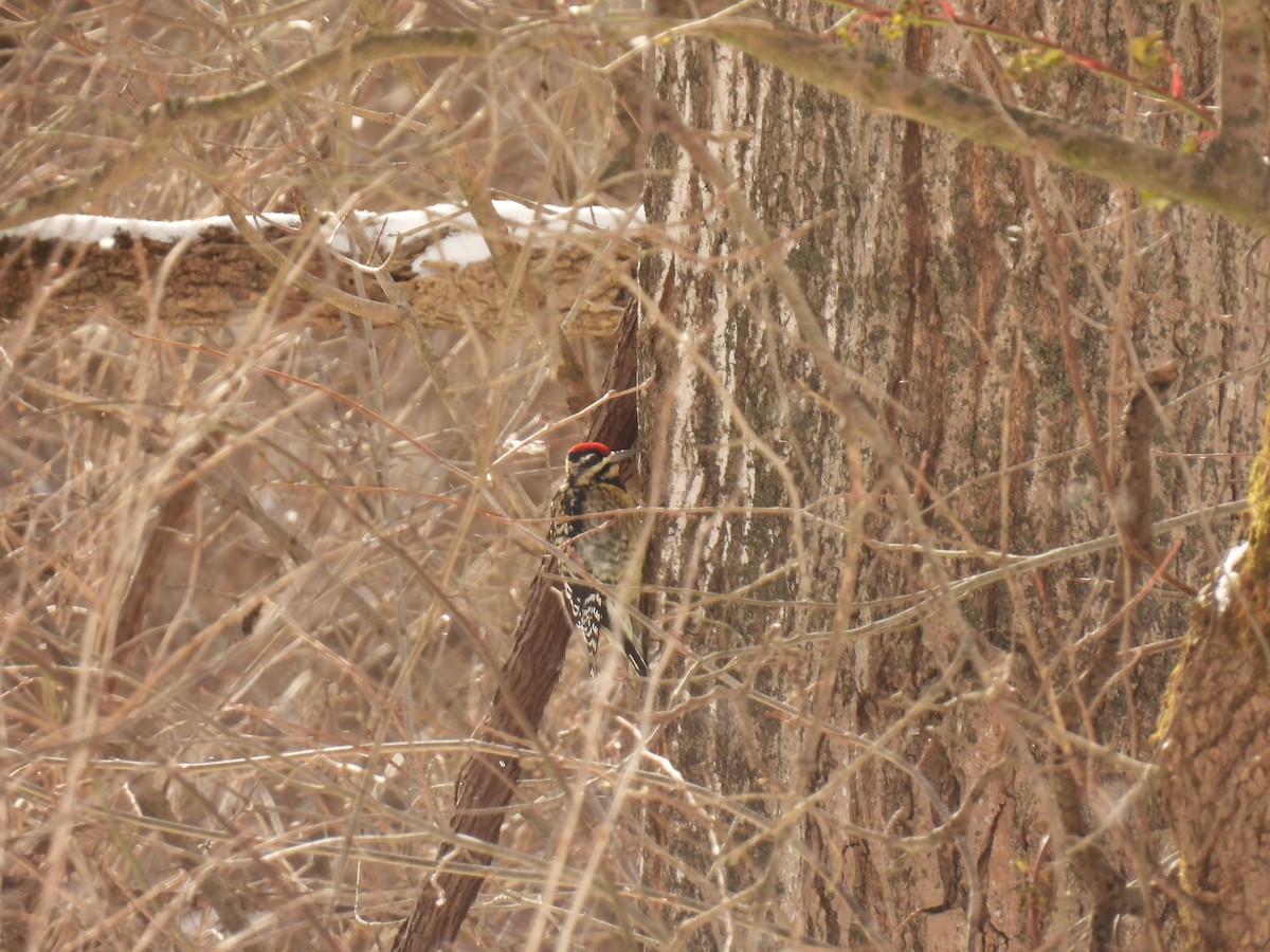 Yellow-bellied Sapsucker - ML646190789
