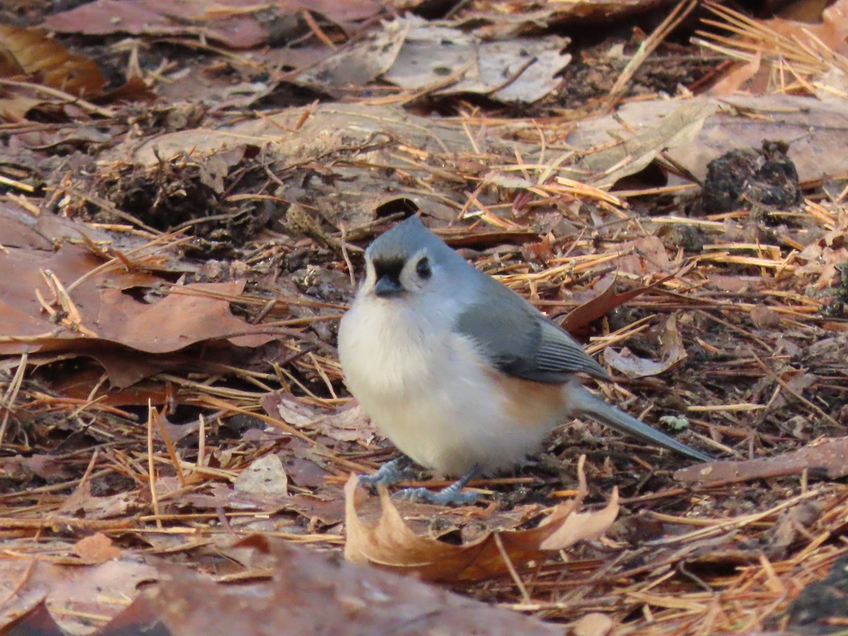 Ak Tepeli Baştankara - ML646190790