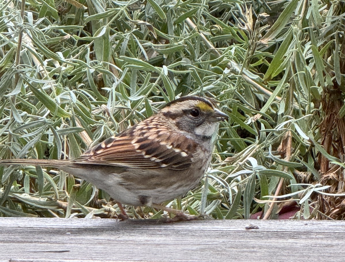 Ak Boğazlı Serçe - ML646190791