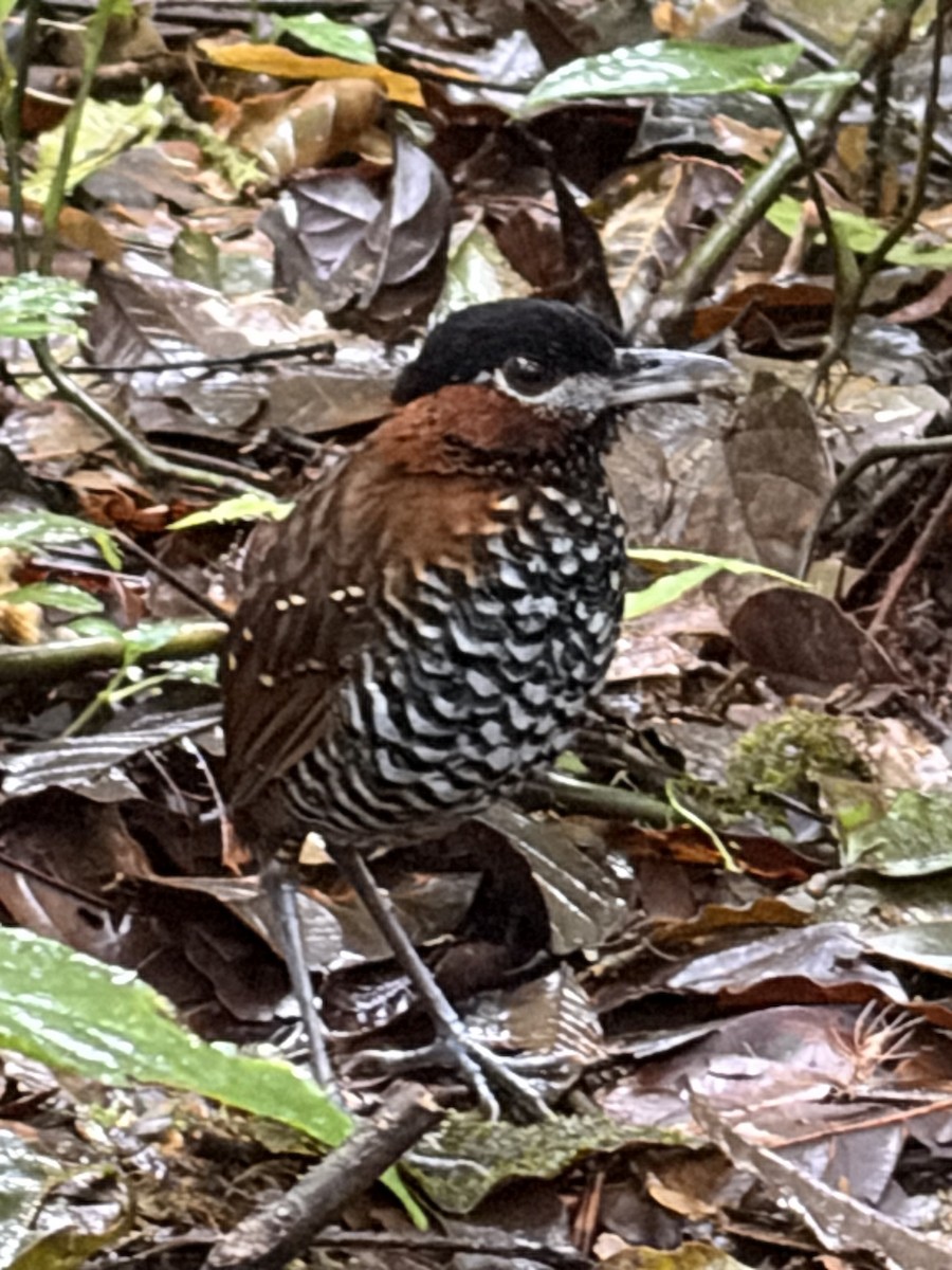 Schwarzscheitel-Mückenfresser - ML646190792