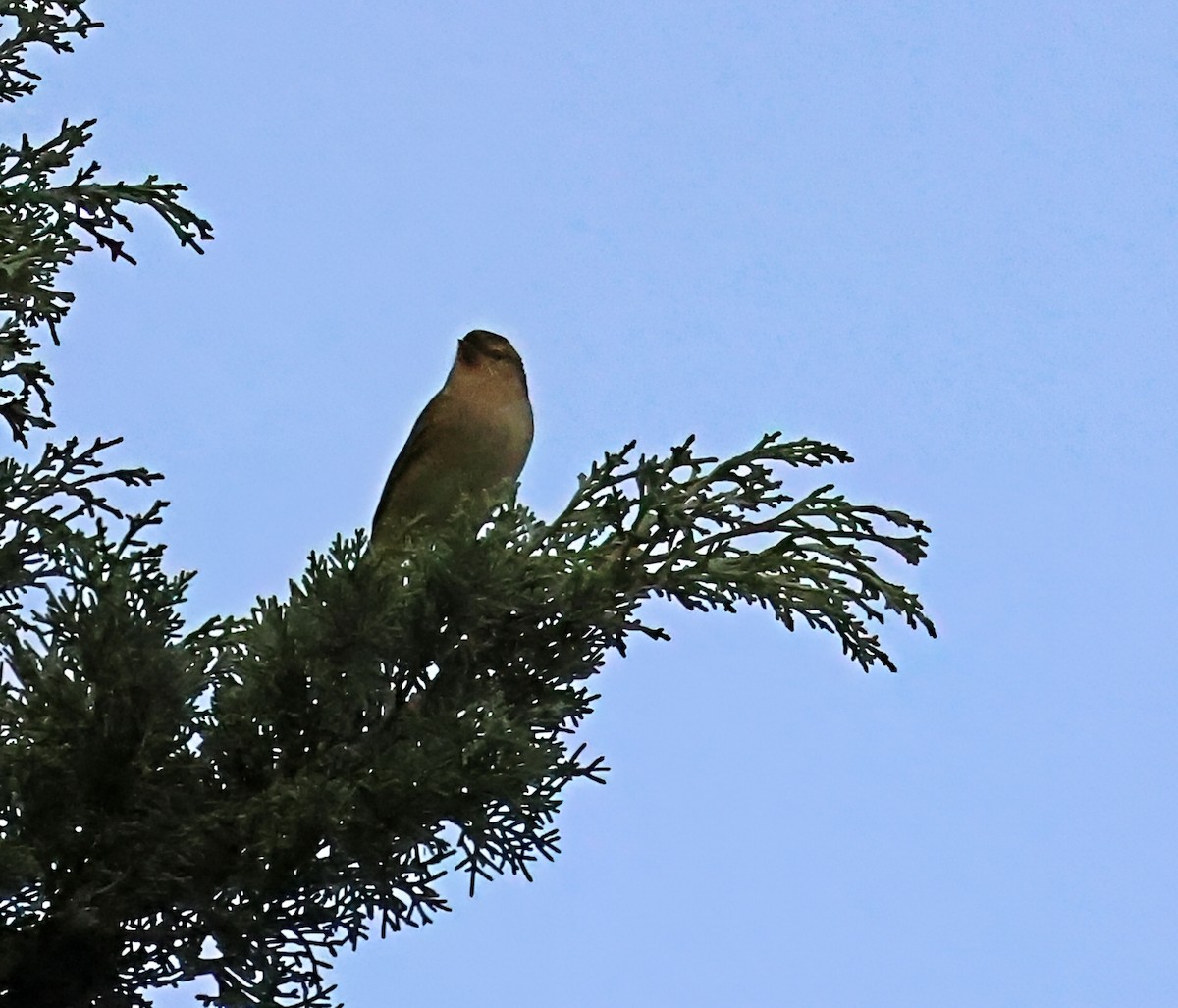 Çıvgın - ML646190793