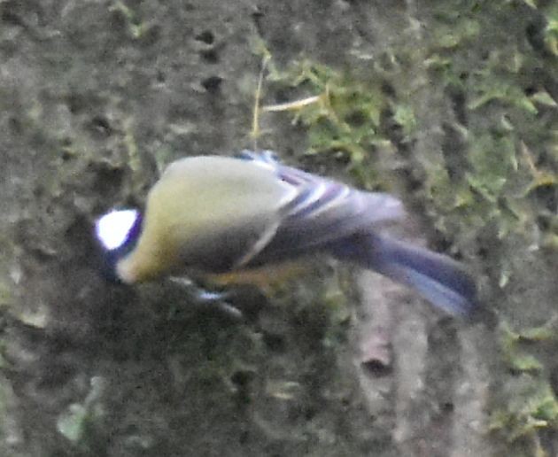 Kohlmeise - ML646190795