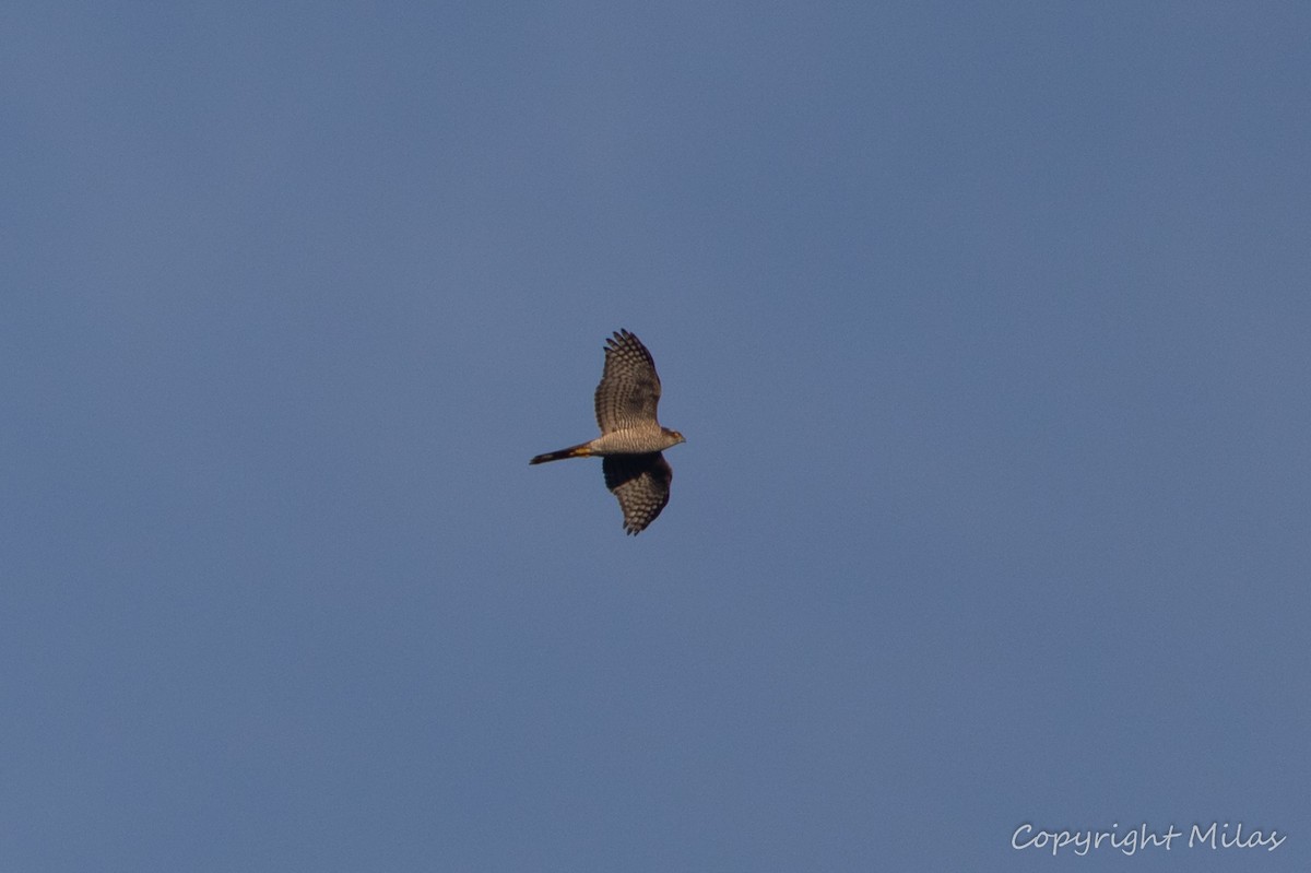 Aerospiza/Tachyspiza/Accipiter/Astur, unbestimmt - ML646190798