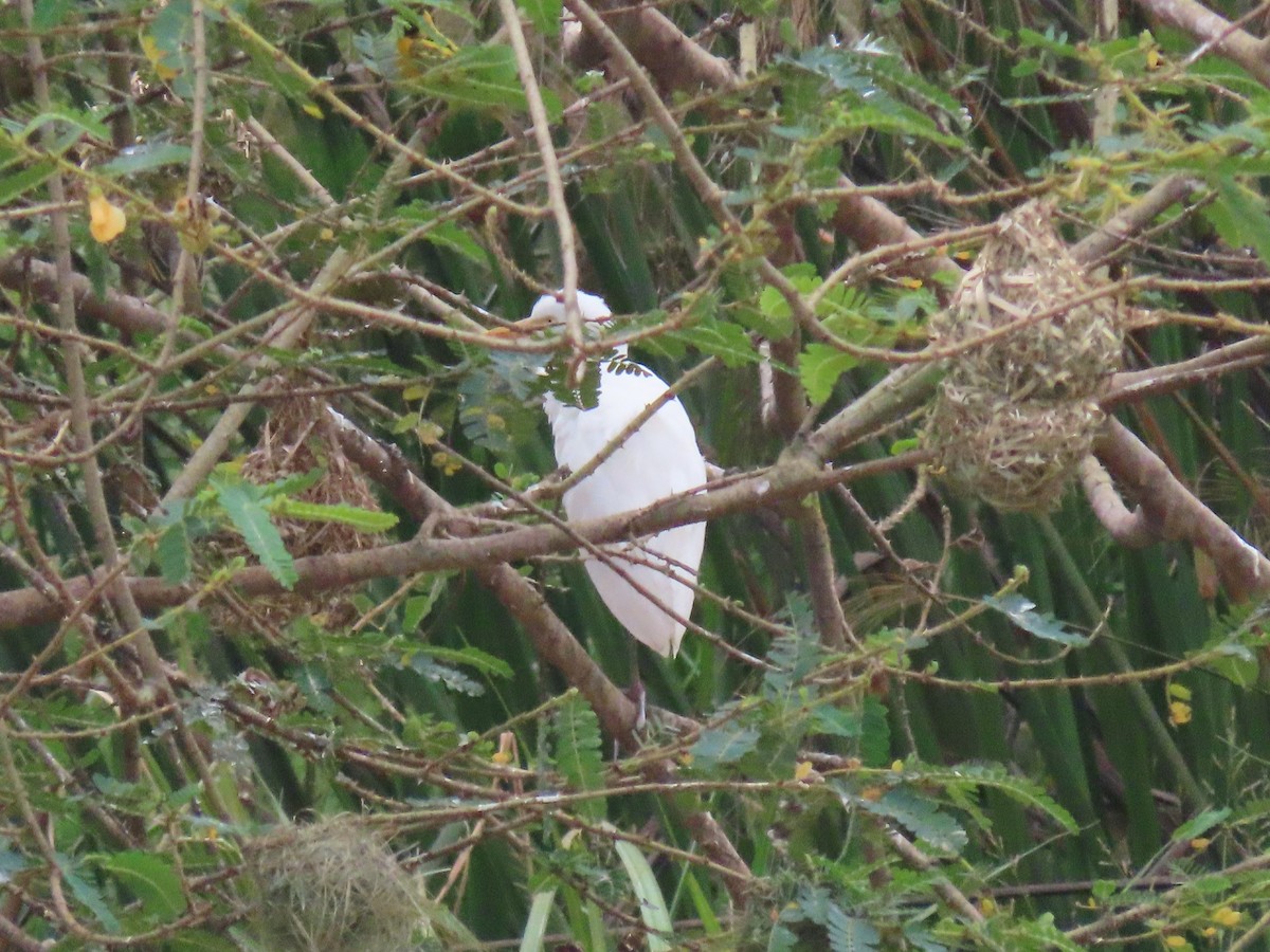 Kuhreiher - ML646190799