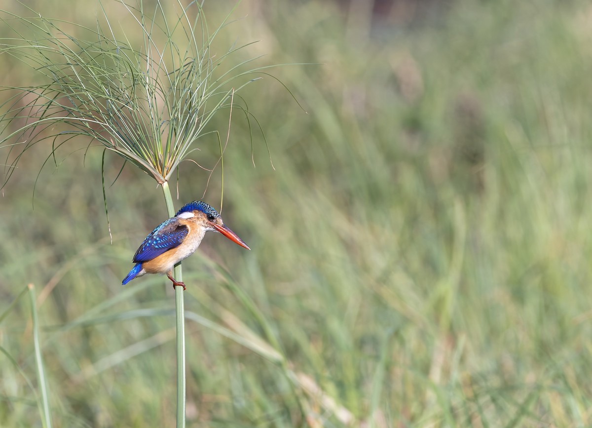 Haubenzwergfischer - ML646190800