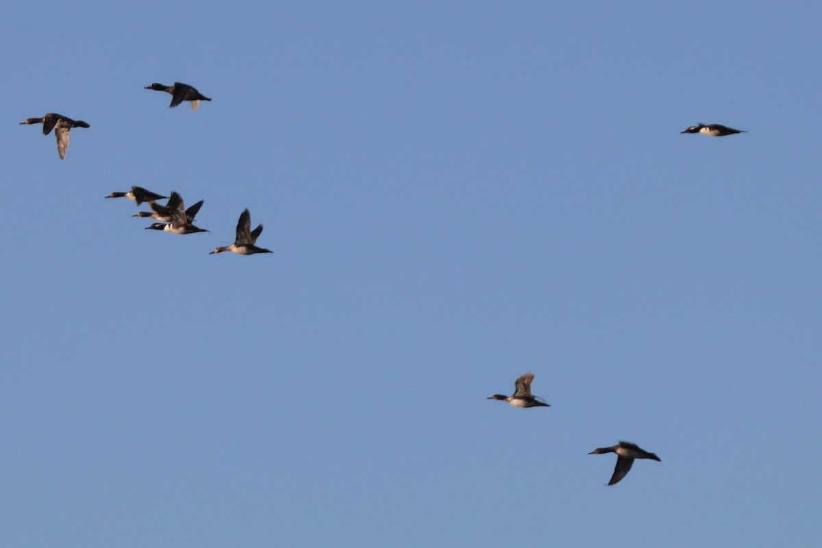 Kappensäger - ML646190801