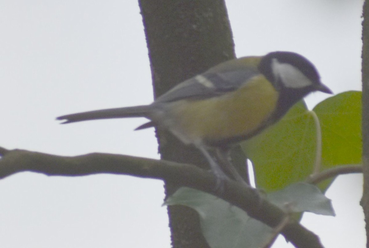 Kohlmeise - ML646190802