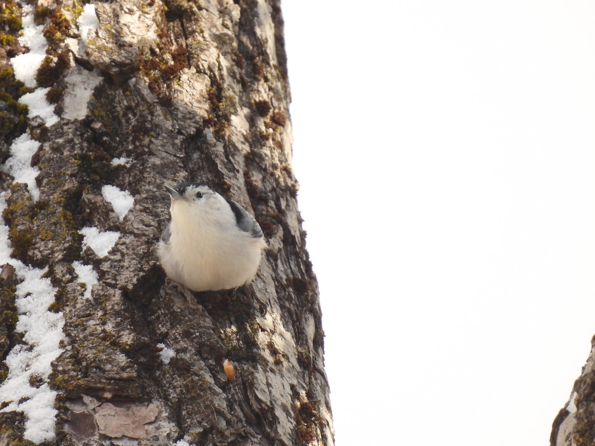 White-breasted Nuthatch - ML646190810