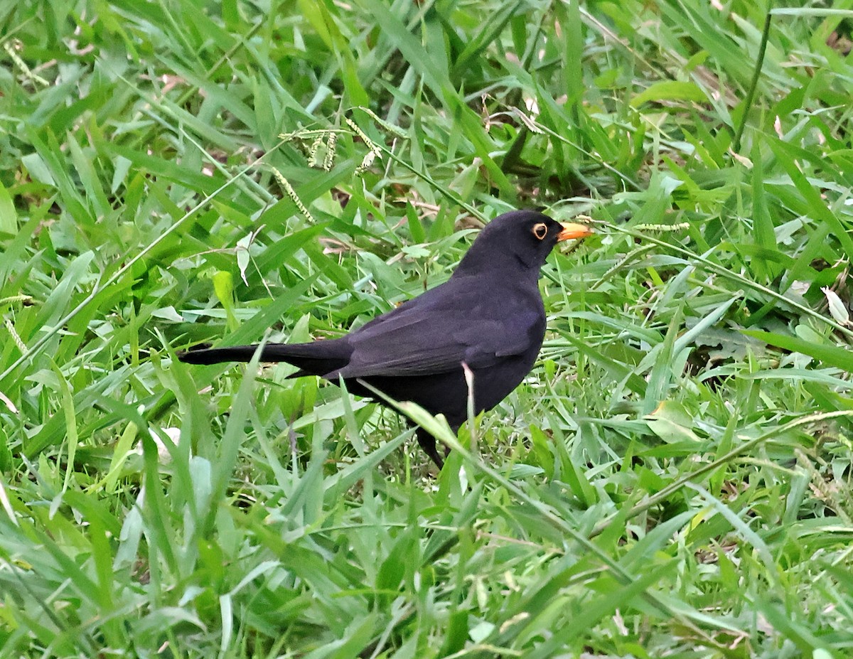 Amsel - ML646190812