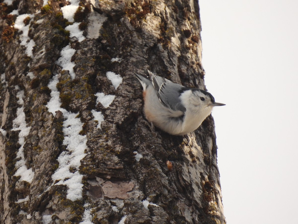 White-breasted Nuthatch - ML646190816