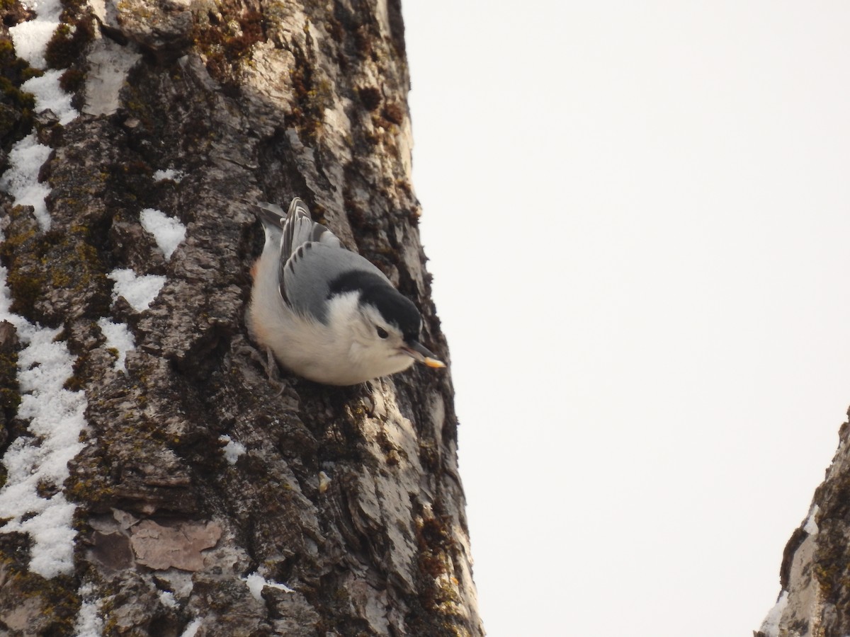 White-breasted Nuthatch - ML646190817