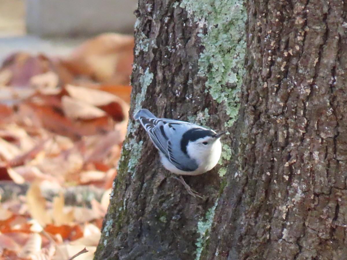 Weißbrustkleiber (carolinensis) - ML646190818