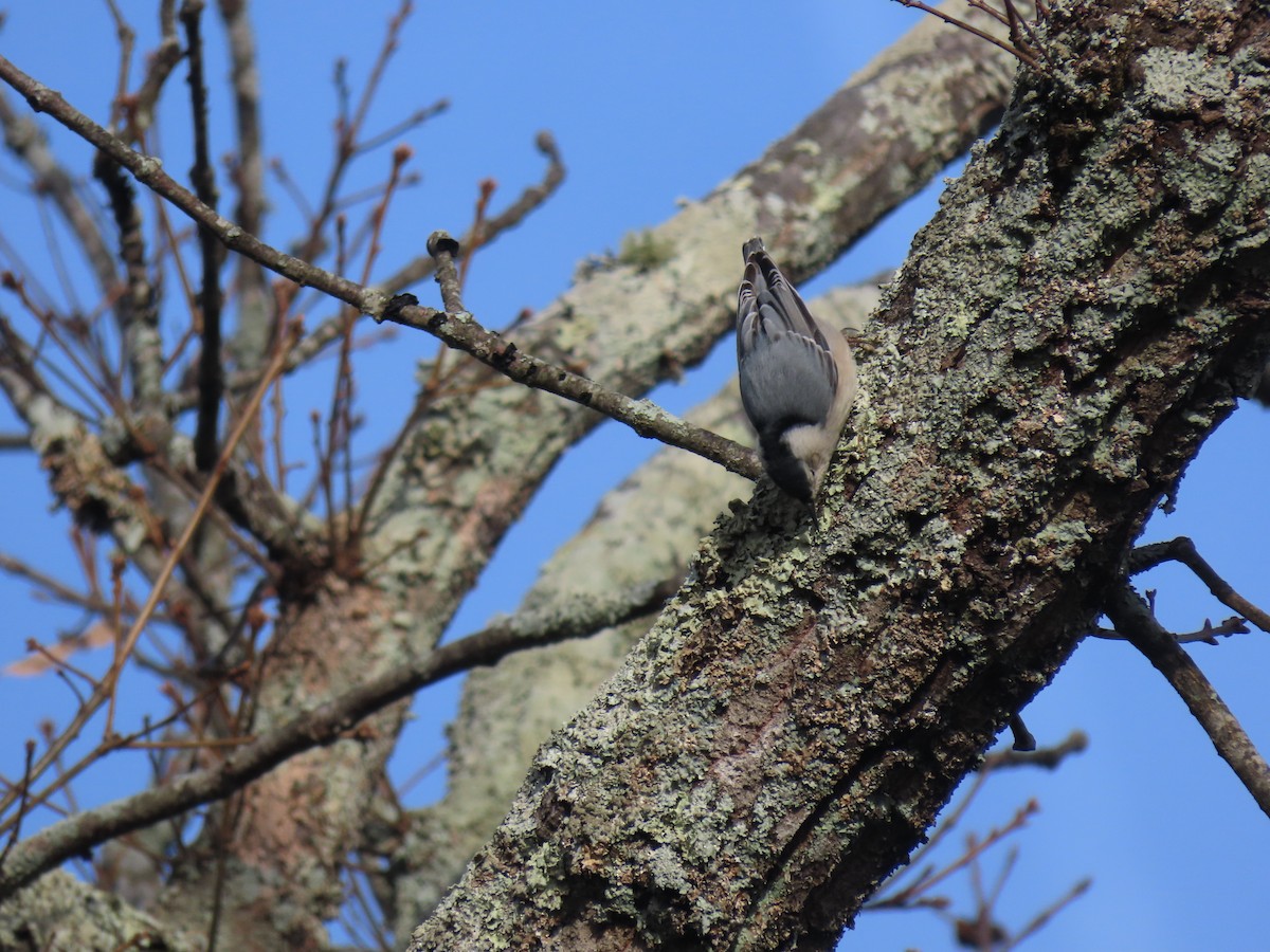 Weißbrustkleiber (carolinensis) - ML646190819