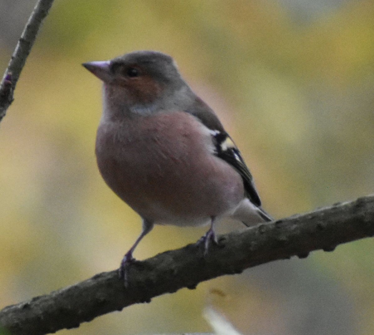 Buchfink - ML646190820