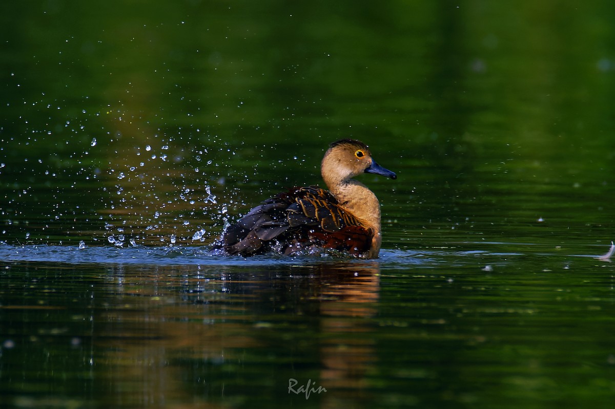 Javapfeifgans - ML646190821