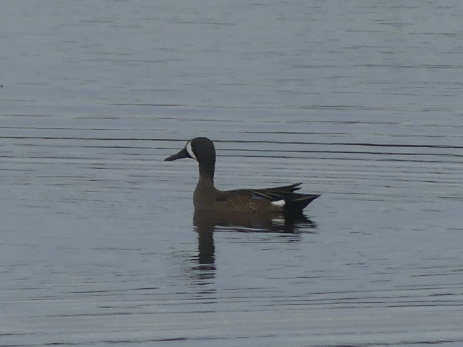 Blauflügelente - ML646190822