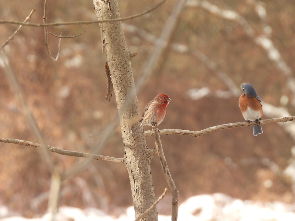 House Finch - ML646190823