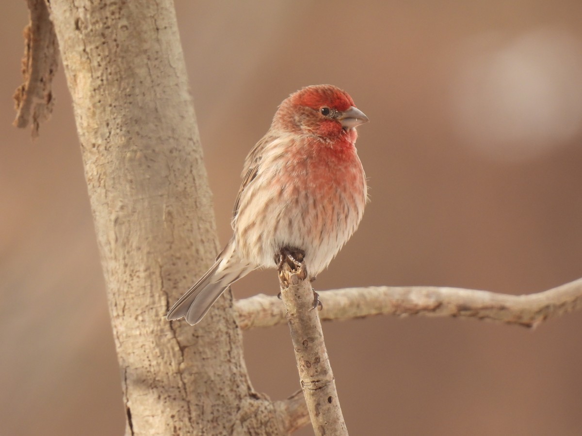 House Finch - ML646190825