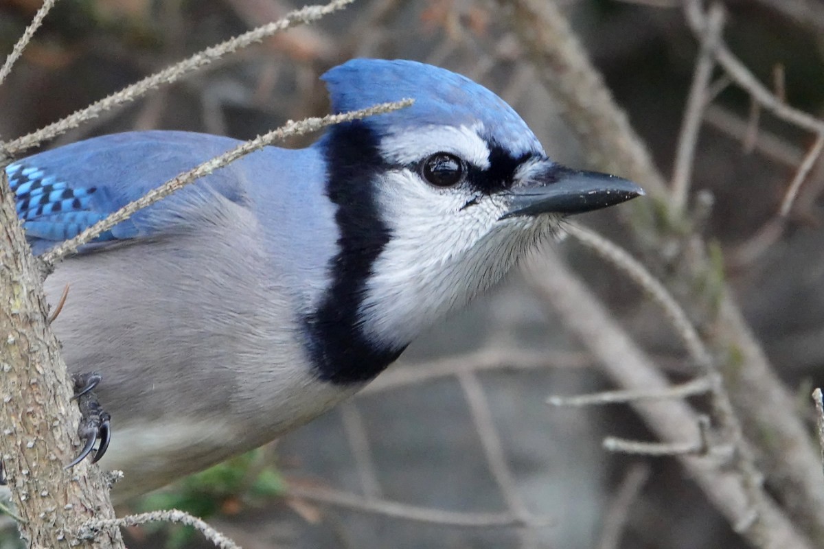 Blauhäher - ML646190826