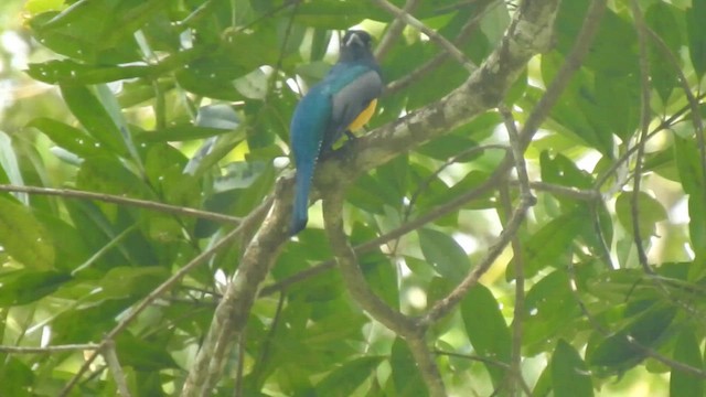 Grünschwanztrogon - ML646190827