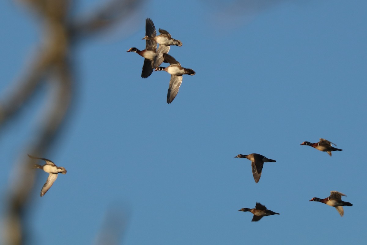 Brautente - ML646190828