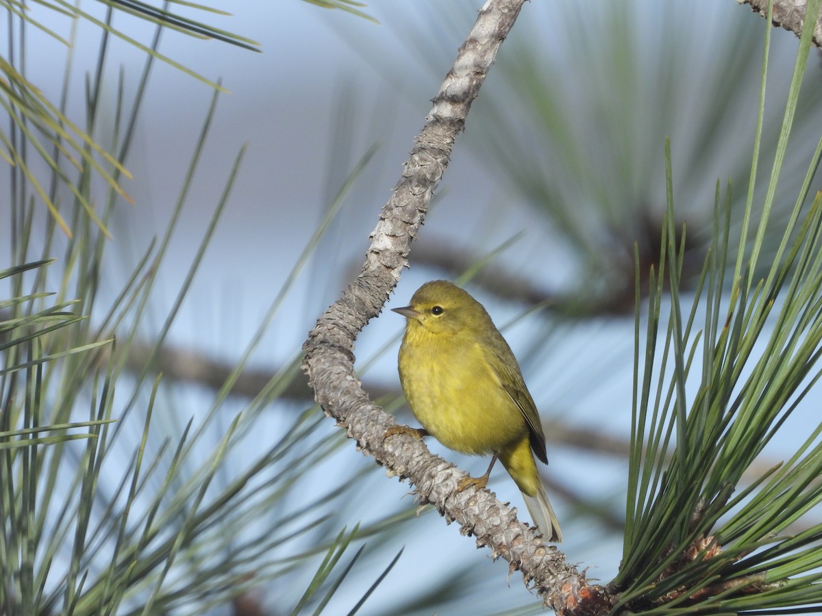 Orangefleck-Waldsänger - ML646190829