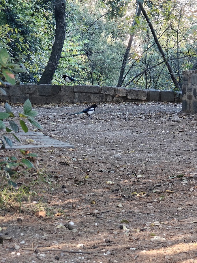 Elster - ML646190830