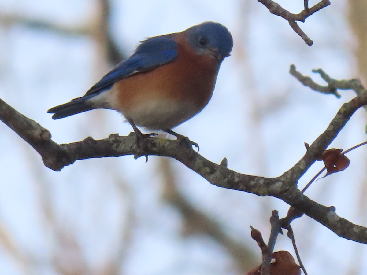 Rotkehl-Hüttensänger - ML646190836