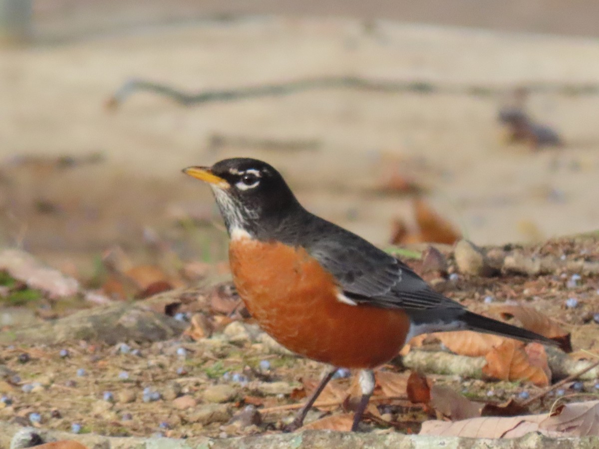 Wanderdrossel - ML646190841