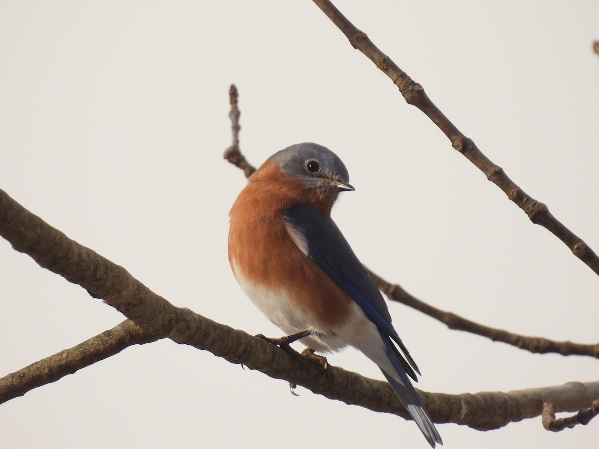 Eastern Bluebird - ML646190844