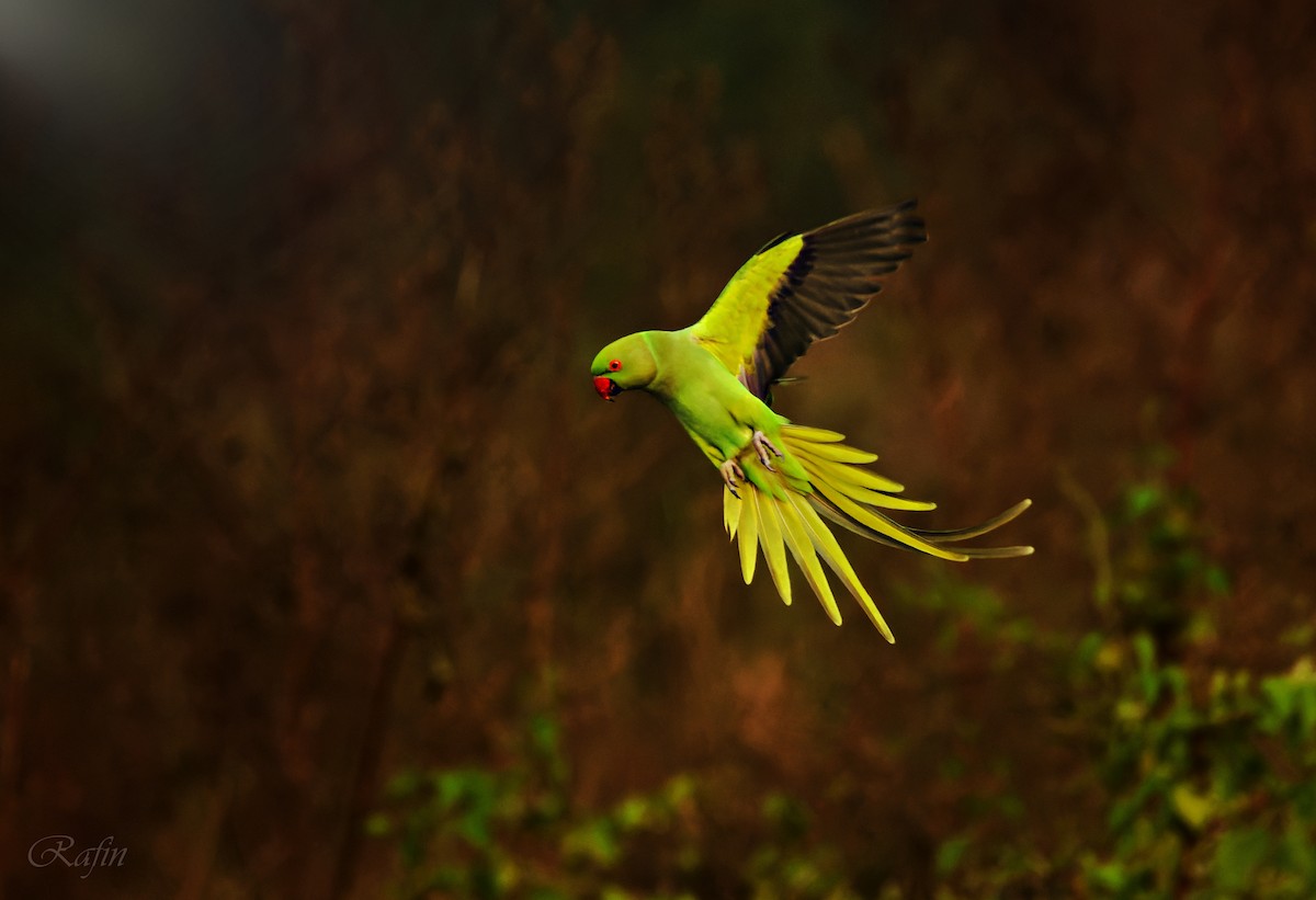 Rose-ringed Parakeet - ML646190845