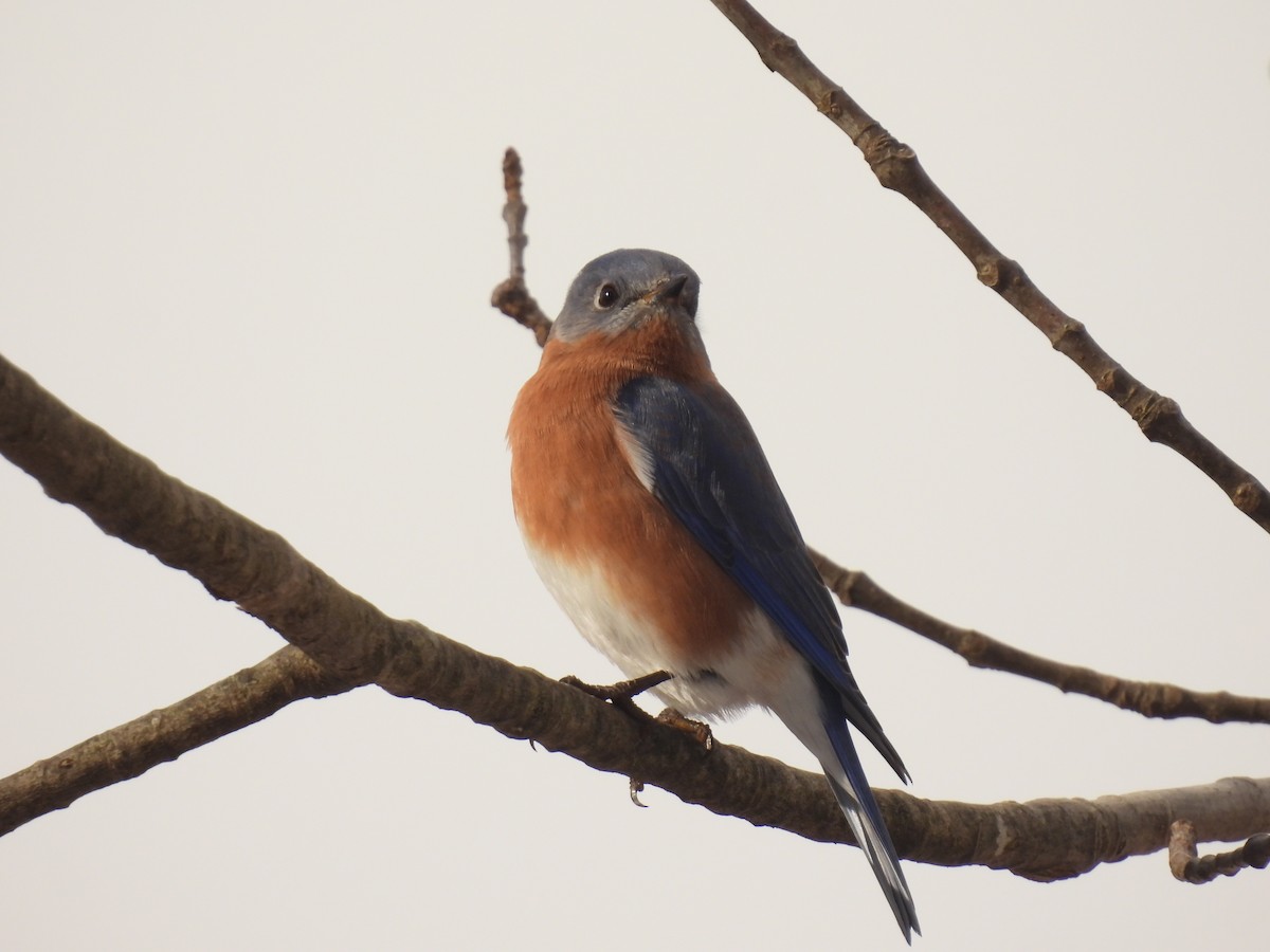 Eastern Bluebird - ML646190847