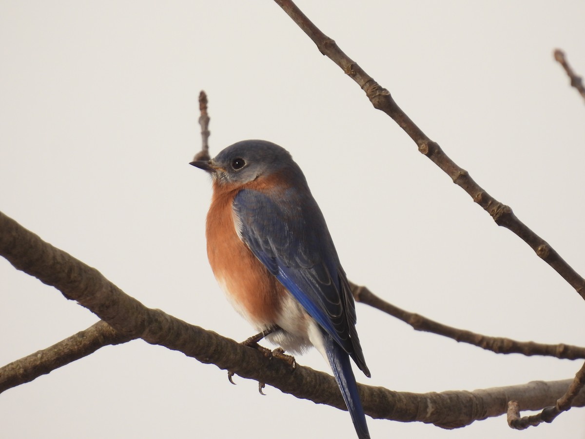 Eastern Bluebird - ML646190854
