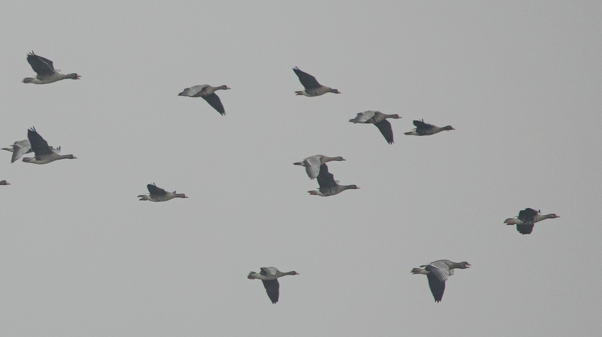 אווז קטן - ML646190855